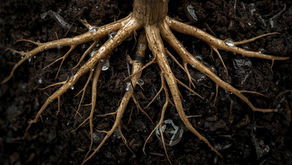 tree roots in soil