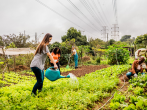 Farmers working on a community garden