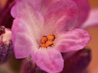 Lavendelblüte