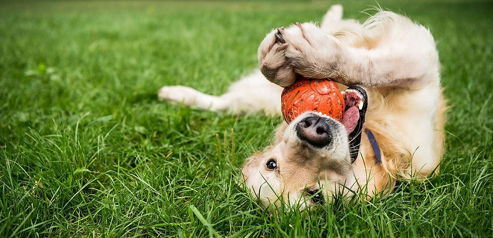 dog trainer training near me home irmo chapin columbia south carolina.jpeg