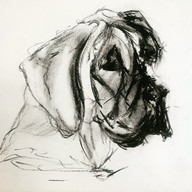 Great Dane dog portrait