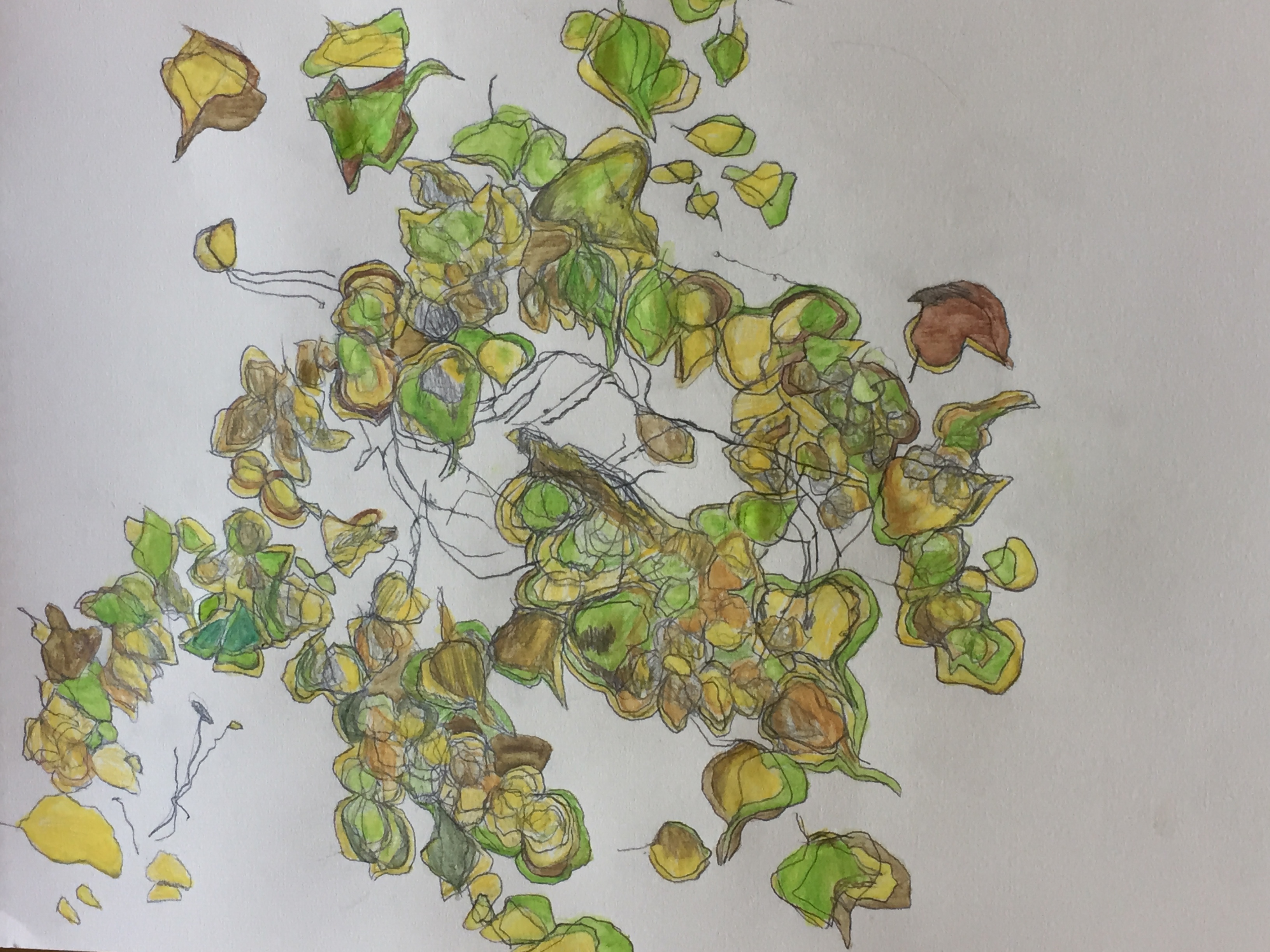 accumulation of leaves.JPG