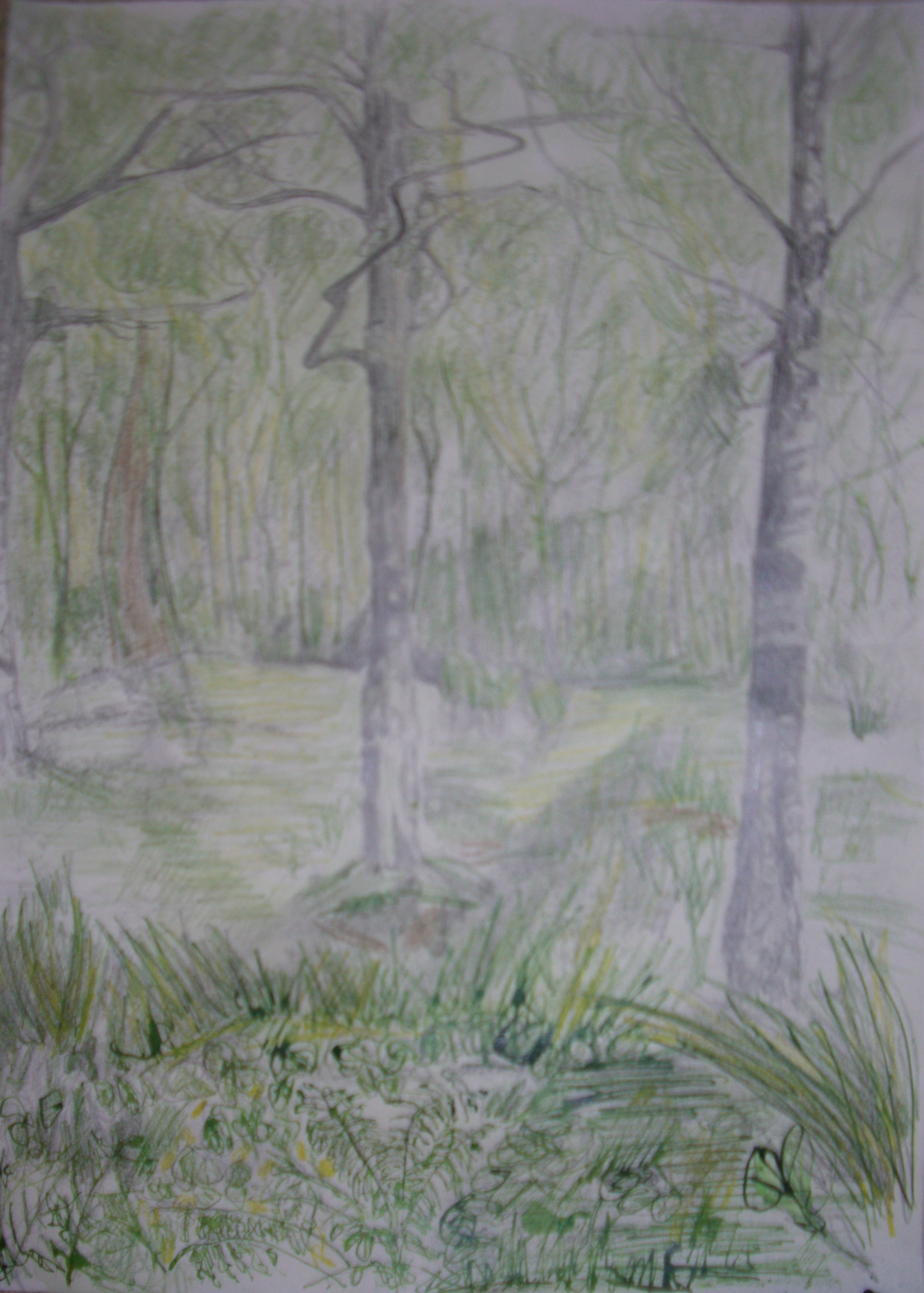 Lochlomond trees.JPG