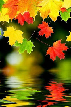 falling leaves over water