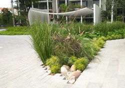 Bio retention swale. jpg