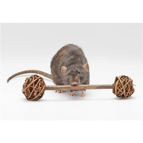 Pet Rabbit Toys Australia Bless Their Cottontails