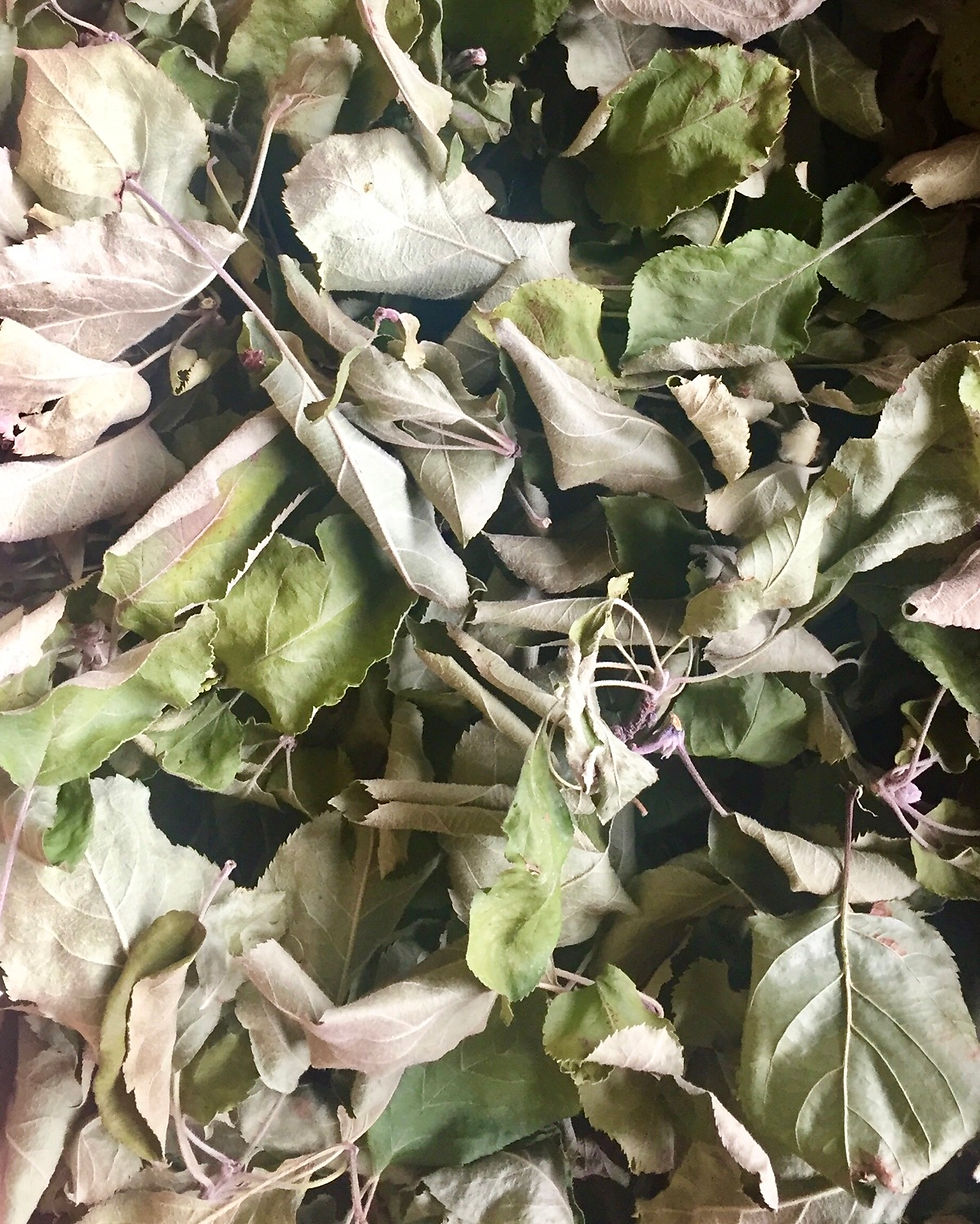Thumbnail: Apple Twig & Leaf Forage