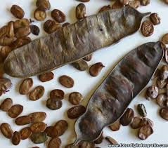 Thumbnail: Semillas de Algarrobo (Ceratonia Siliqua)