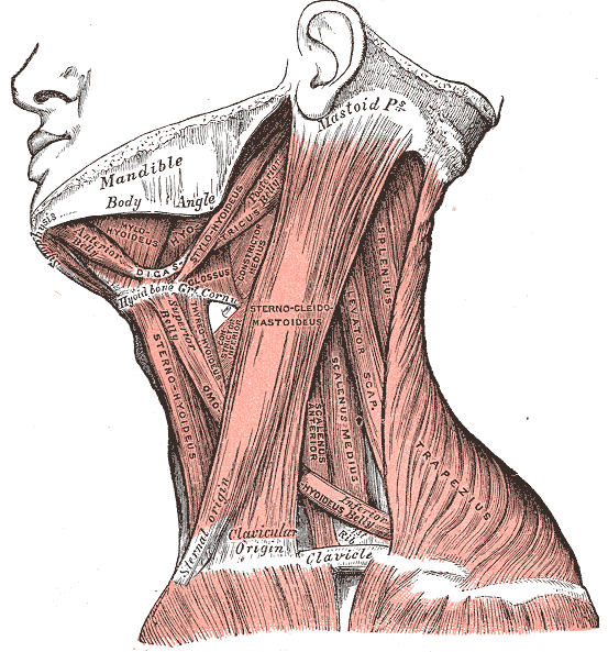 lateral neck.gif