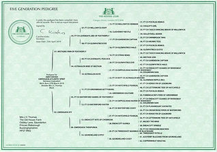 Gwidigada%20Atlantic%20Spirit%20Pedigree