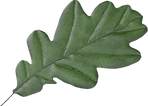 oakleaf_3x-8.png