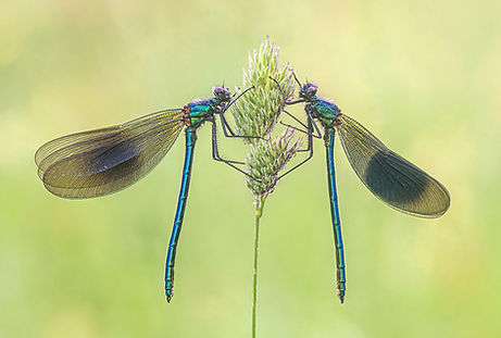 Banded Demoiselles.jpg