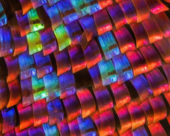 Madagascan Sunset Moth wing