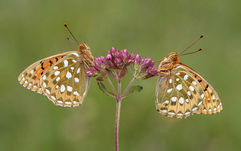 Dark Green Fritillaries on Wild Marjoram
