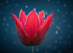 Tulip