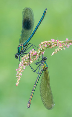 Banded Demoiselles