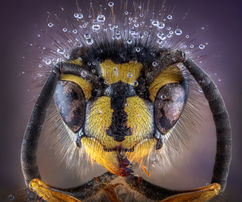 Common Wasp