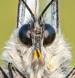 Black-veined White with attached orchid pollinia