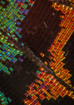 Madagascan Sunset Moth wing