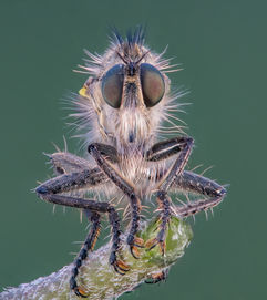 Robber Fly