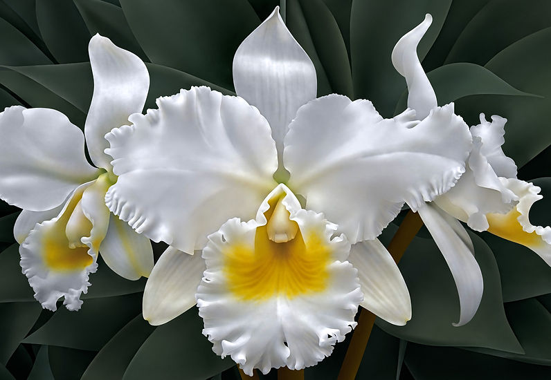 Three White Orchids.jpg