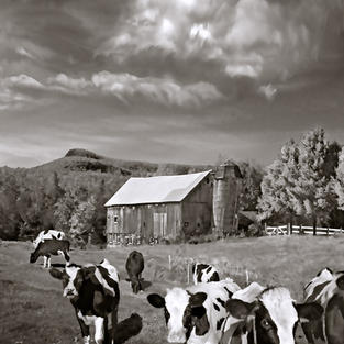 Heifer Heaven B&W
