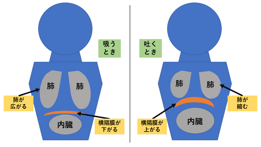 呼吸のワーク「ロングブレス&ファストブレス」説明用画像.png