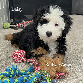Mini Multigen Bernedoodles Daisy