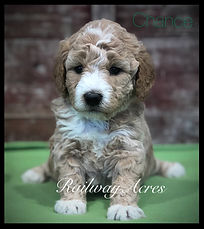 cream and white Goldendoodle