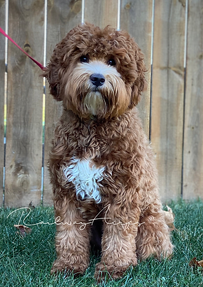 charlie goldendoodle