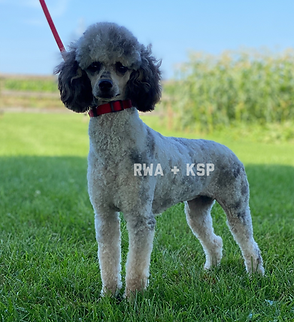 Blue Merle Phantom Mini Poodle adult