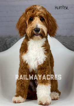 Hunter the Petite Goldendoodle