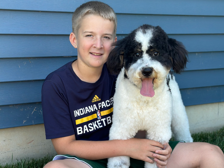 Doodles Rule! Why Is Every Family Falling in Love with Doodle Dogs?