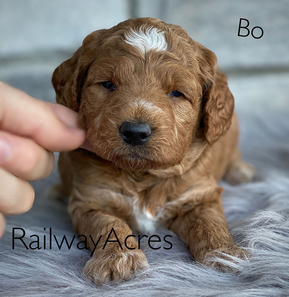 cavapoo litter