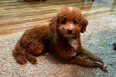 Kobe Micro size Goldendoodle