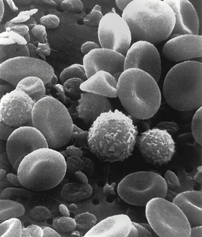 national-cancer-institute-8jfIIrkHeII-unsplash.jpg