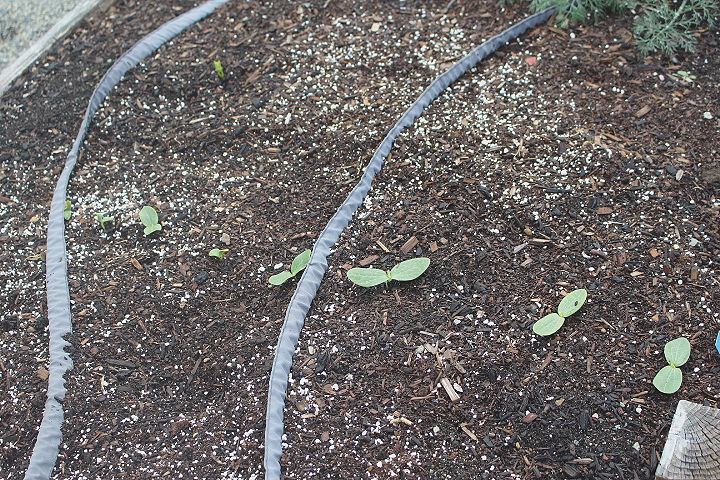 A garden bed with cucumber seedlings and soaker hoses.