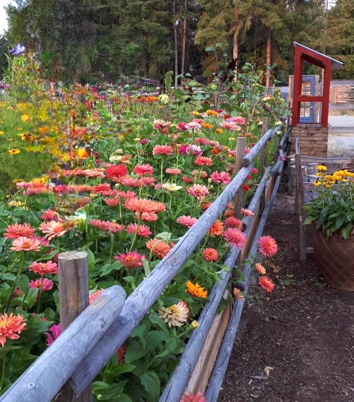Cutting flower garden bed with zinnias, cosmos, and sunflowers.