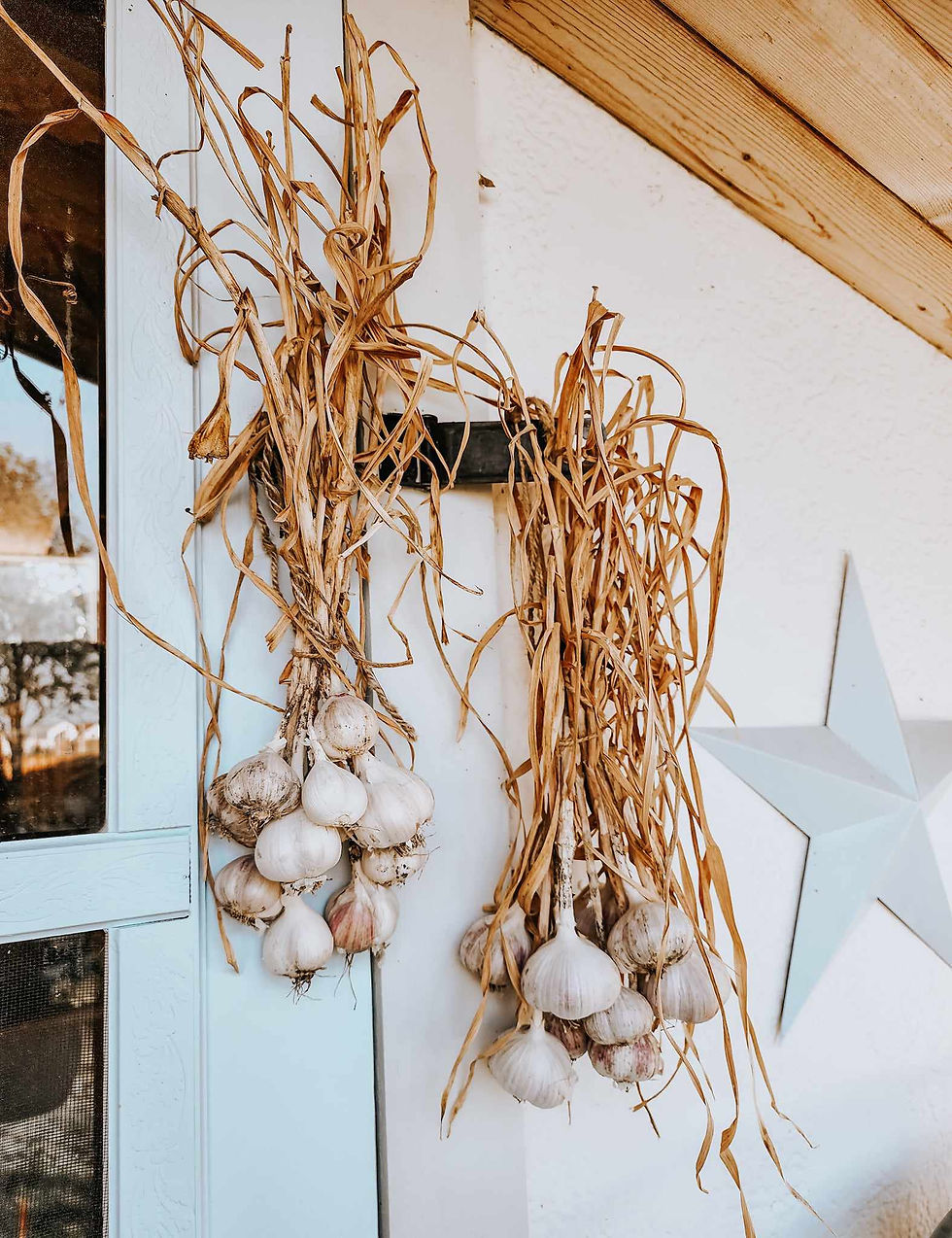 Garlic hanging up to cure.