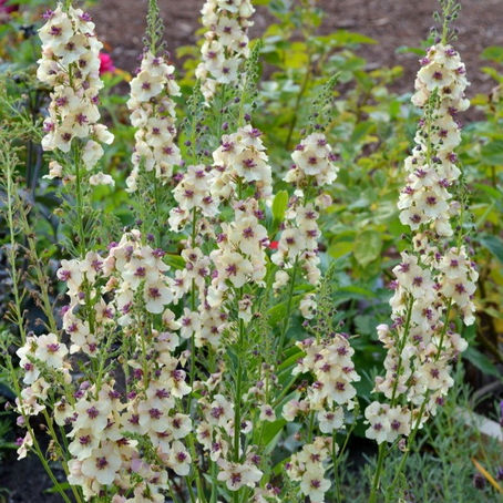 Sunday Bits #16 (white flowers, decoupage, backyards)