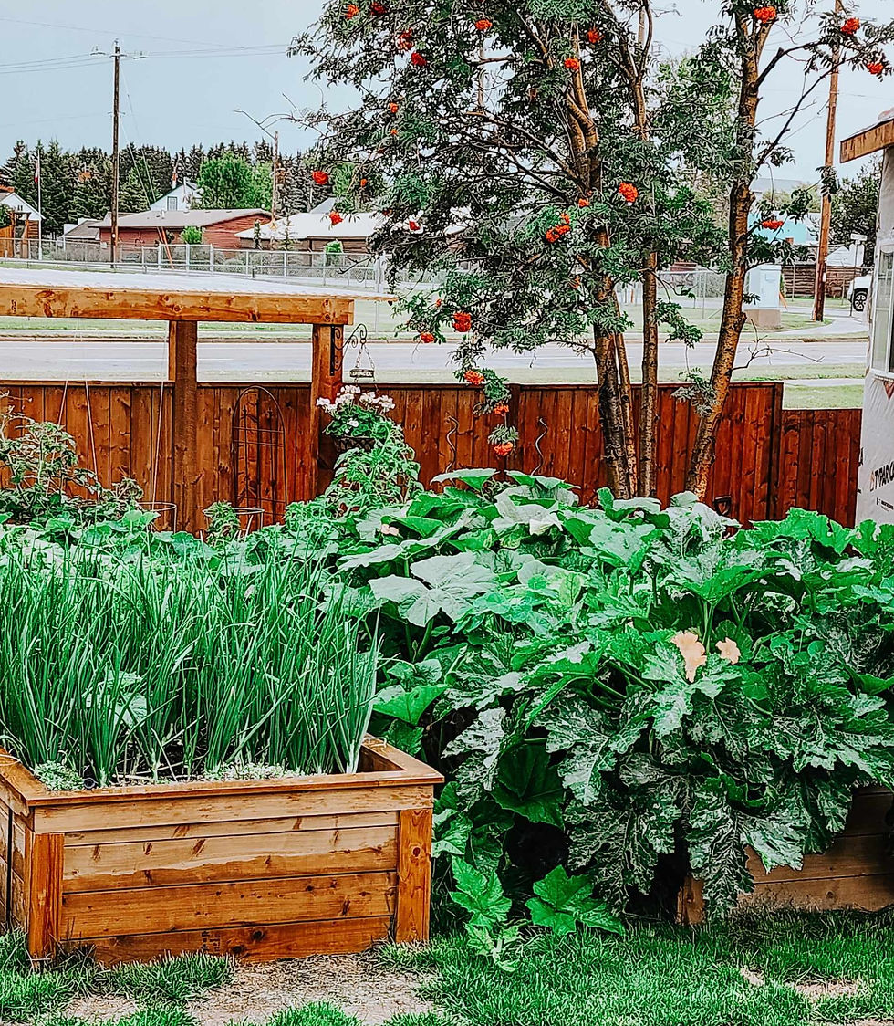 Growing pumpkins and onions in raised garden beds.