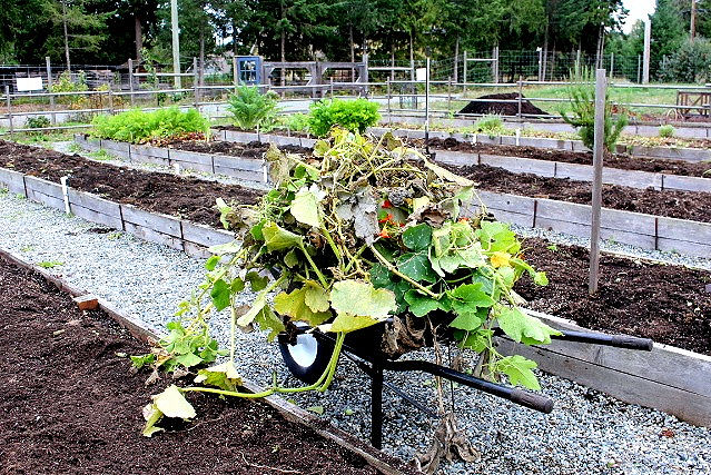 A wheelbarrow full of garden clean up debris.
