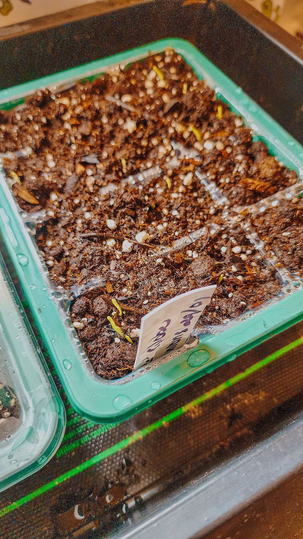 Growing onions from seeds.