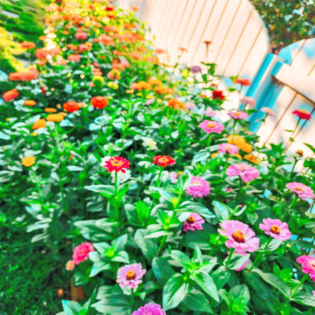 Sunday Bits #73 (Gardening Tips, Zinnias, Raspberries, pretty greenhouses)