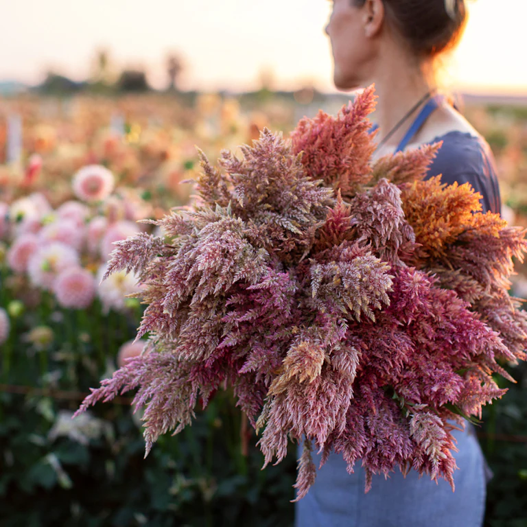 Celosia in Rose Gold from Floret.
