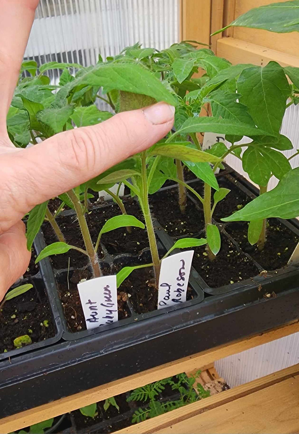 Nice, stocky tomato seedlings.
