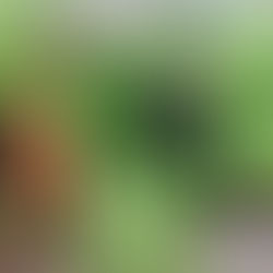 Sunday Bits #19 (she shed, potatoes, planting calculators, pantries) 