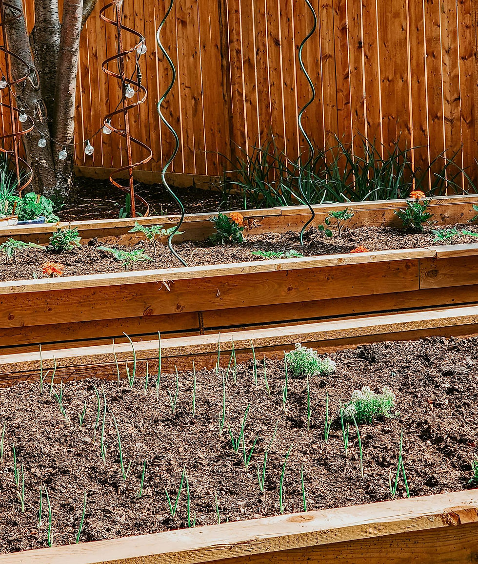 Small onion seedlings just a couple of weeks after planting.