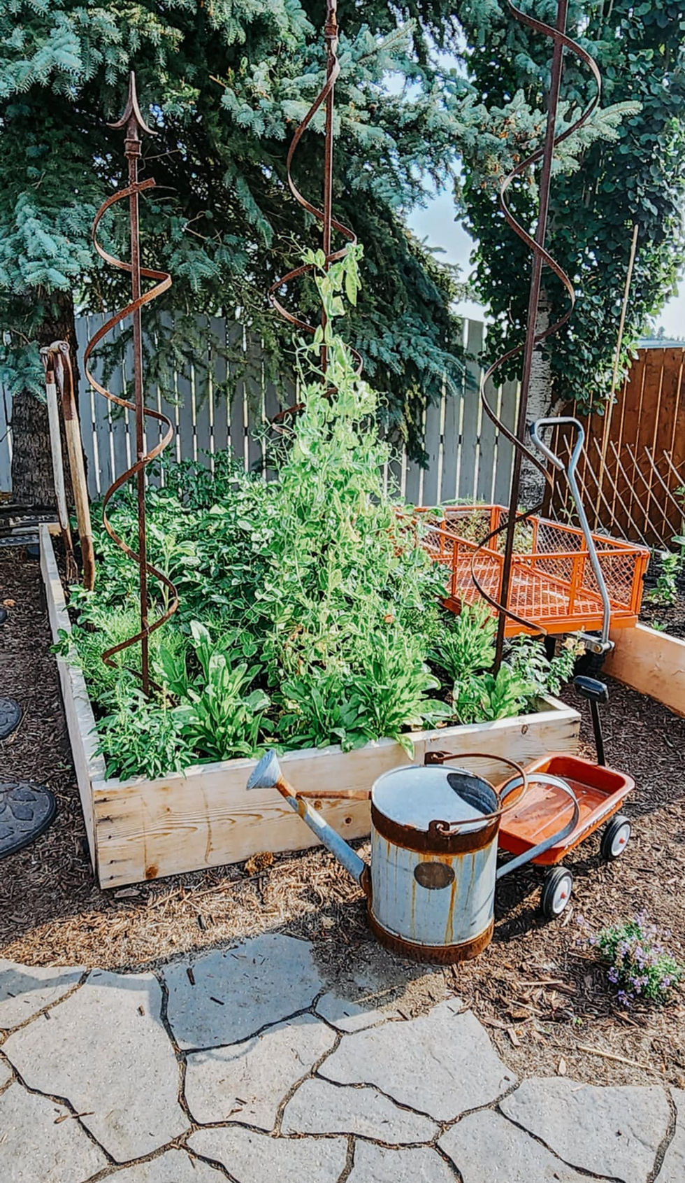 A raised garden bed full of potatoes, with a watering can in front.
