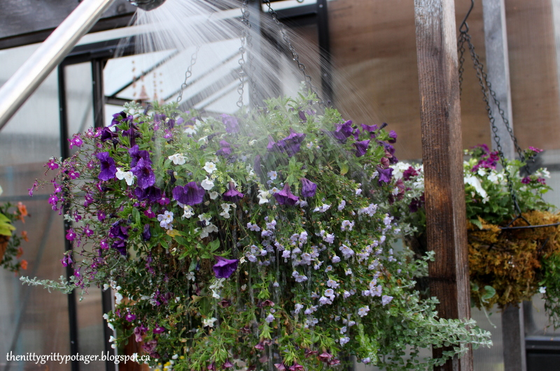 Blast bugs off your hanging baskets with a strong spray of water, each time you water.